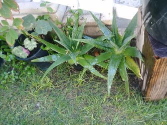 Aloe bera