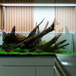 Landen 21 Gallon Shallow Rimless Aquarium