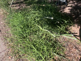 FREE Pencil Plant Trimmings
