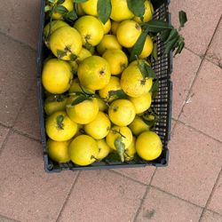 Organic Sour Grapefruit 