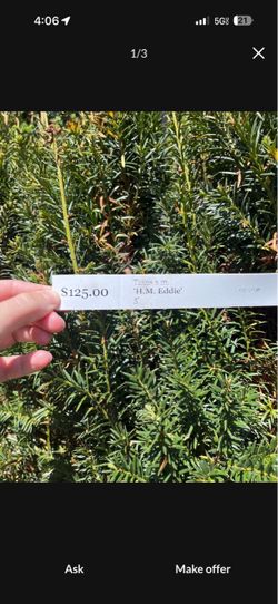 Privacy Yew/ Taxus bushes evergreen shrubs