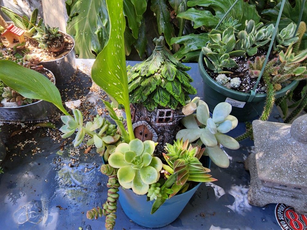 OVER 1000 SUCCULENTS FOR SALE THIS SATURDAY 6/18 . SAN LORENZO