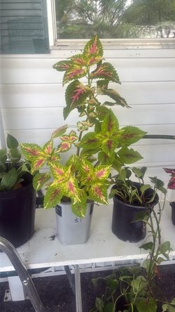 Live Coleus Plant in Pot