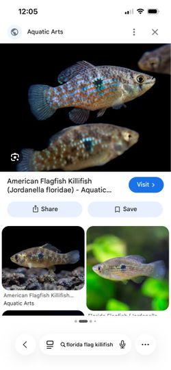 Florida Flag Killifish TOY