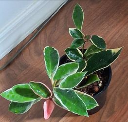 Live Healthy Beautiful Hoya indoor Houseplants $12