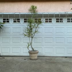 Firestick Plant