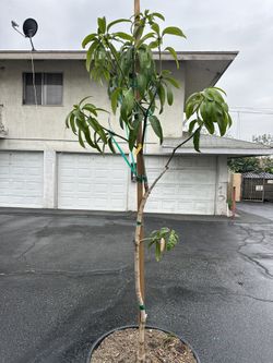 Mango Tree