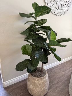 High-end 6’ Fiddle Leaf Fig Tree in Pot