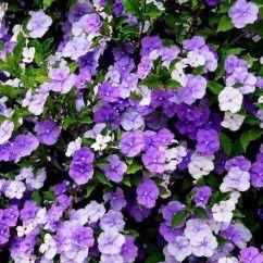 Yesterday Today And Tomorrow Flowering Plants 