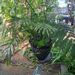 2 PLANTS IN ONE POT WITH STAND $20 PICK UP IN SUN VALLEY 