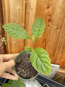 Loquat Plant From Seed 