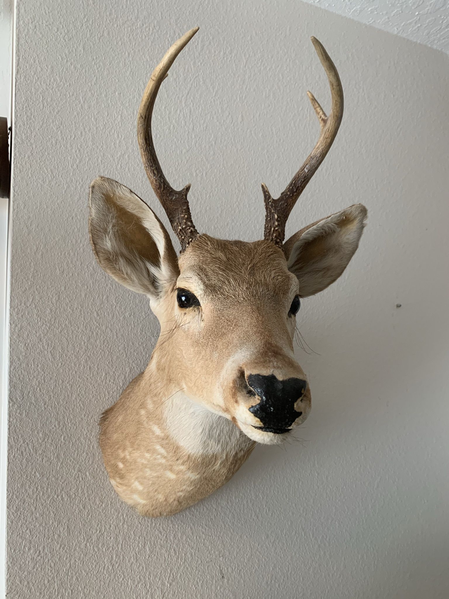 Taxidermy Deer Head With Antlers