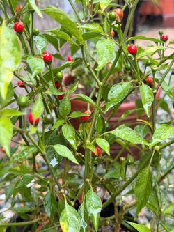 chile chiltepin