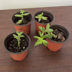 Sedum Adolphii Babies
