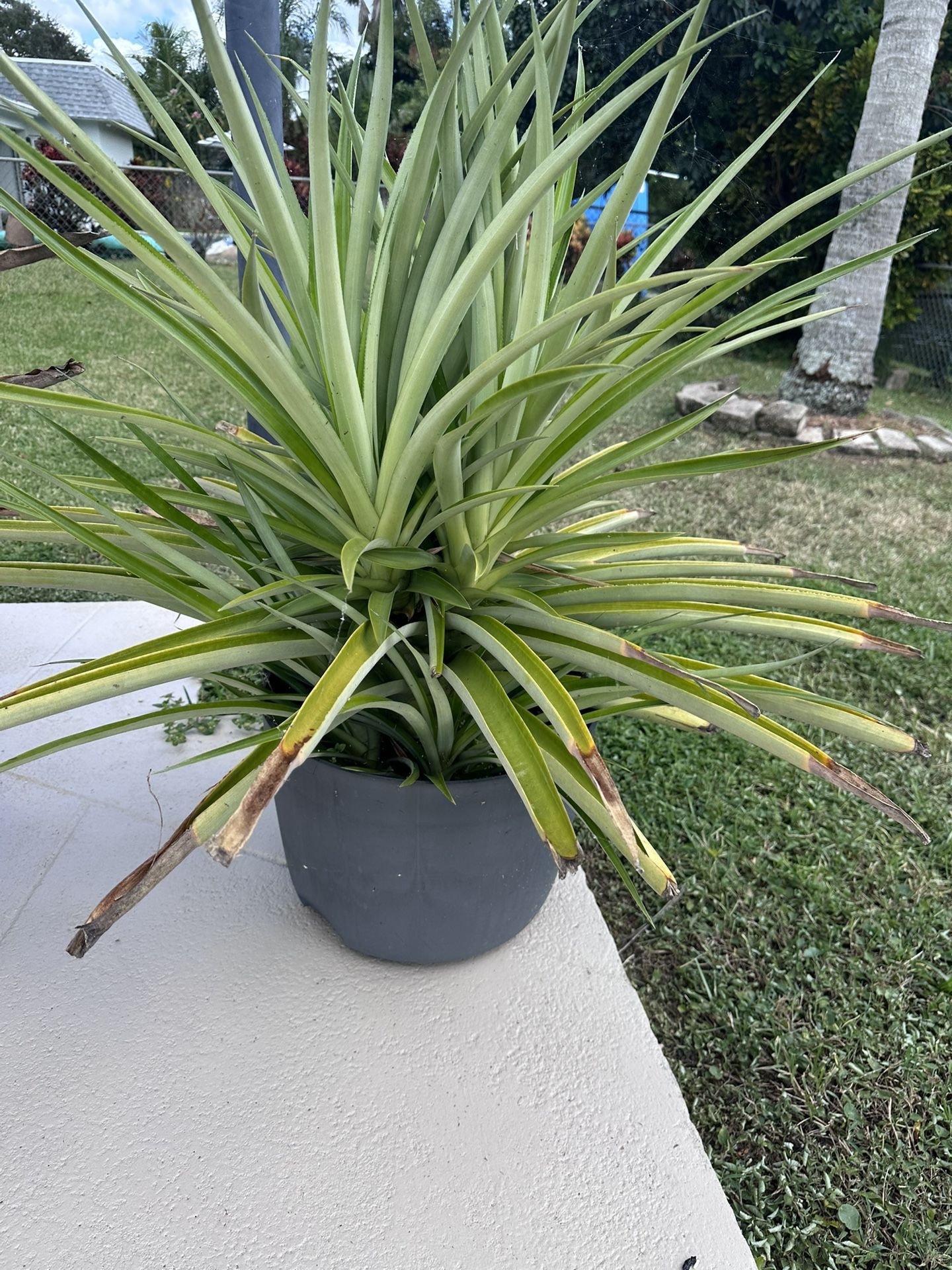 Free Pineapple Plants!