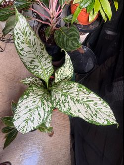 Dieffenbachia 'White Etna