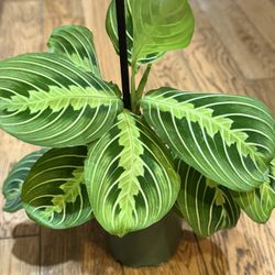 Lime Lemon Maranta Prayer Plant