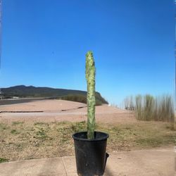 Skinny Totem Pole Cactus Plant