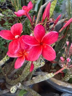 Cutting plumeria