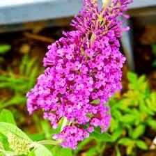 Butterfly Bush