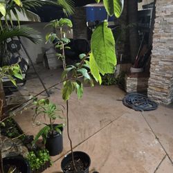 Cheramoya 6 Ft Tall . 