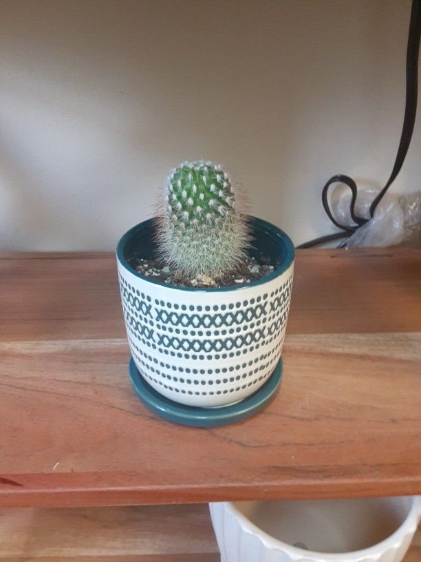 Cactus In Ceramic Pot