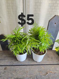 Parlor palm