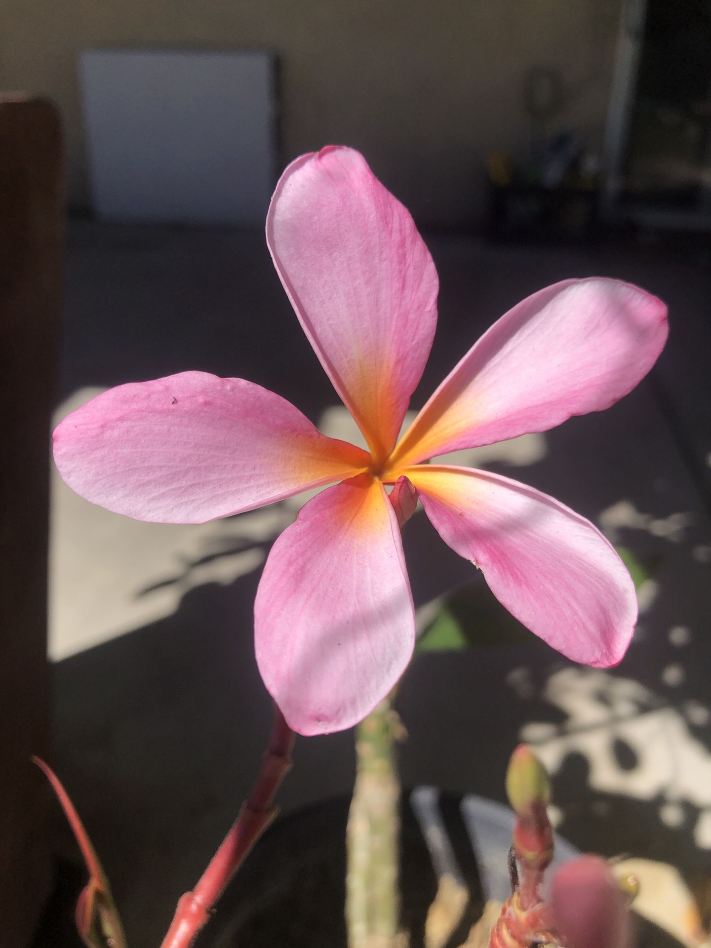 Plumeria 24” Purple Variety