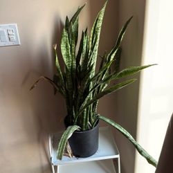 Snake Plant For Sale.