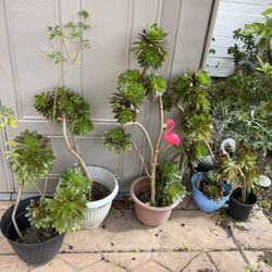 Green Tall Plants Indoor Outdoor 