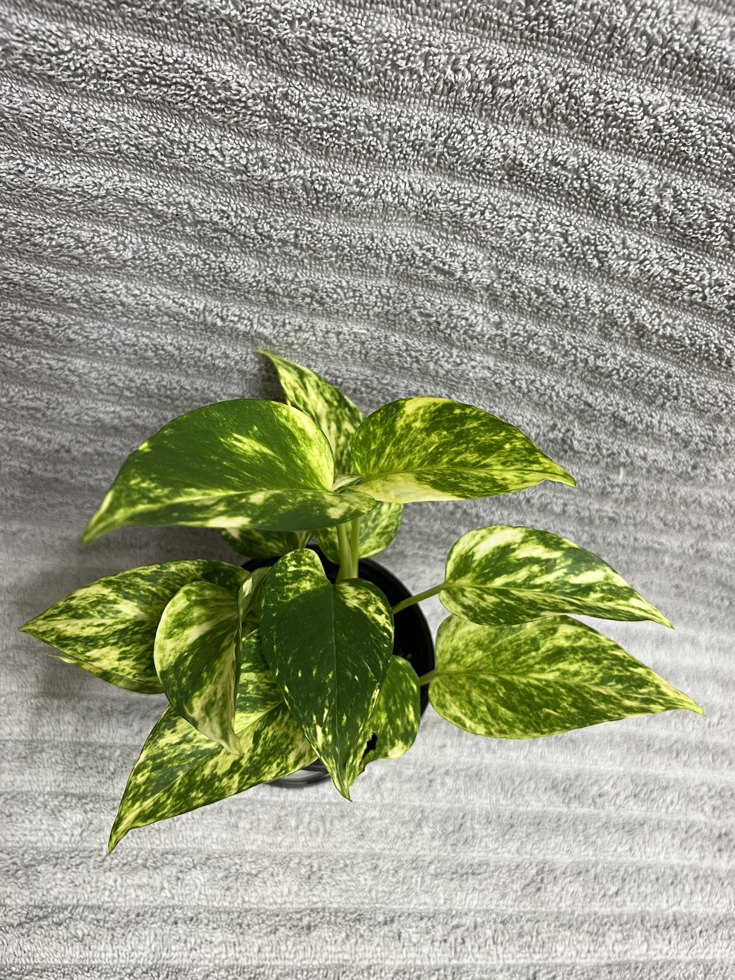 Live Plant