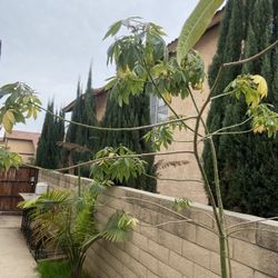 Silk Floss Tree ( Ceiba )
