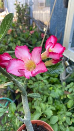 Flor Del desierto
