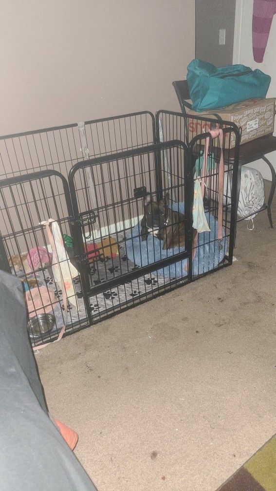 Dog Crate
