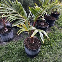 BOTTLE PALM (7 gallon pot) Landscape and Garden 
