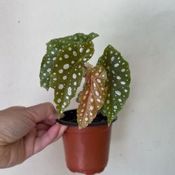 Beautiful Begonia Maculata Plant