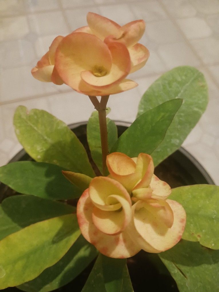 Corona De Cristo Flor Grande