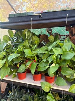 Golden Pothos (Indoor Plant)