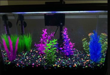 10 gallon aquarium set up