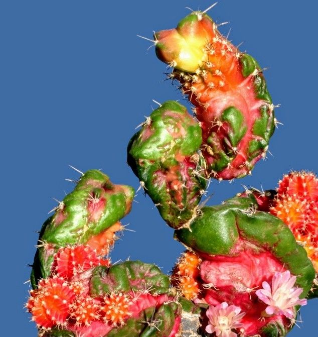 Rare Myrtillocalycium cv. 'Polyp' Chimera Cactus 