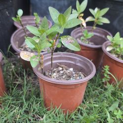 Small milkweed plants