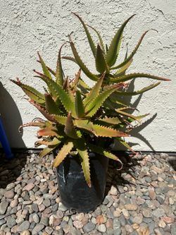FREE Aloe Vera