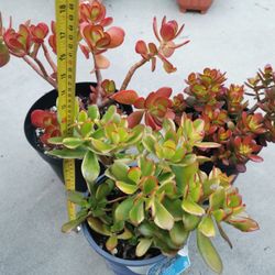 3 kinds lucky old Jade plant  Collection Money tree tri color $35/pot or $89 for 3 pots
幸运发财树 hurry

Crassula ovata, commonly known as jade plant, luc