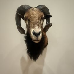 Black Sheep Ram Taxidermy 