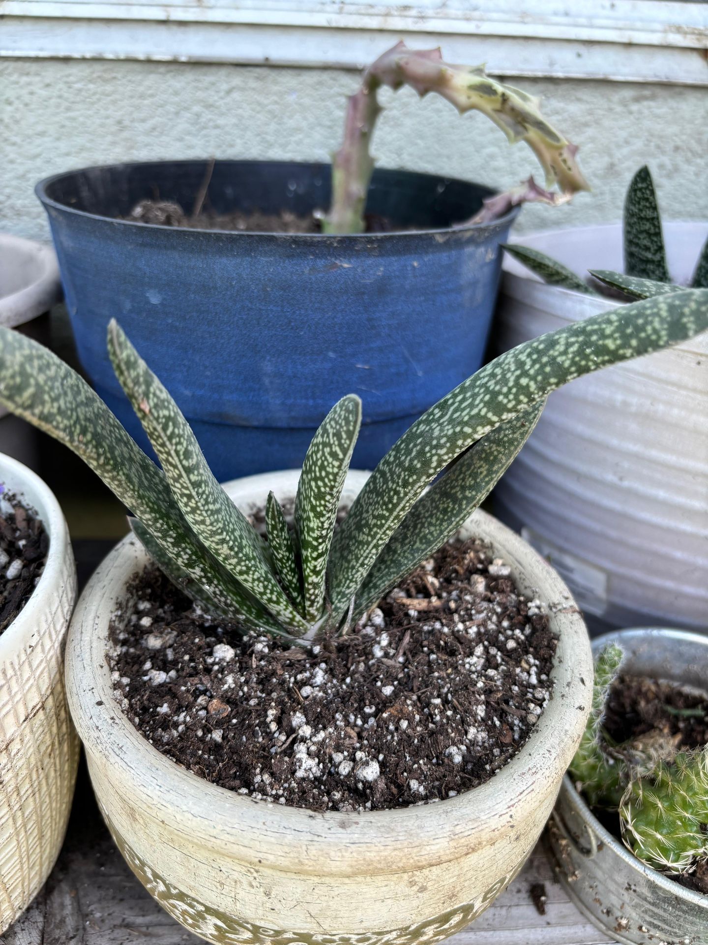Plantas