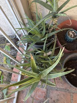 Large aloe vera plants