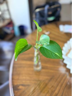 Rooted Golden Pothos in Slim Glass Vase