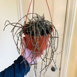 Live indoor Bundle of Sticks plant in a plastic nursery planter pot—firm price