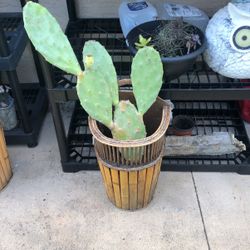 Cactus Plant