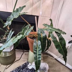 Philodendron Billietiae